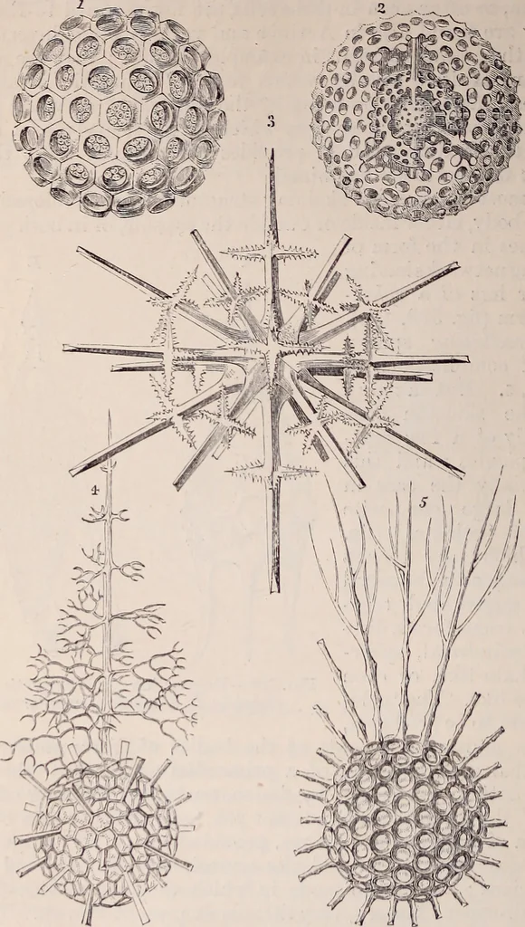 An illustration from The microscope and its revelations, 1891, leaf 831