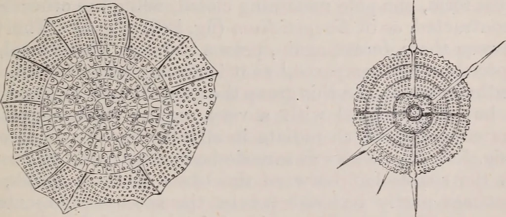 An illustration from The microscope and its revelations, 1891, leaf 832