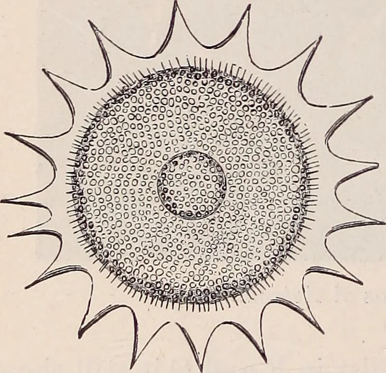 An illustration from The microscope and its revelations, 1891, leaf 833