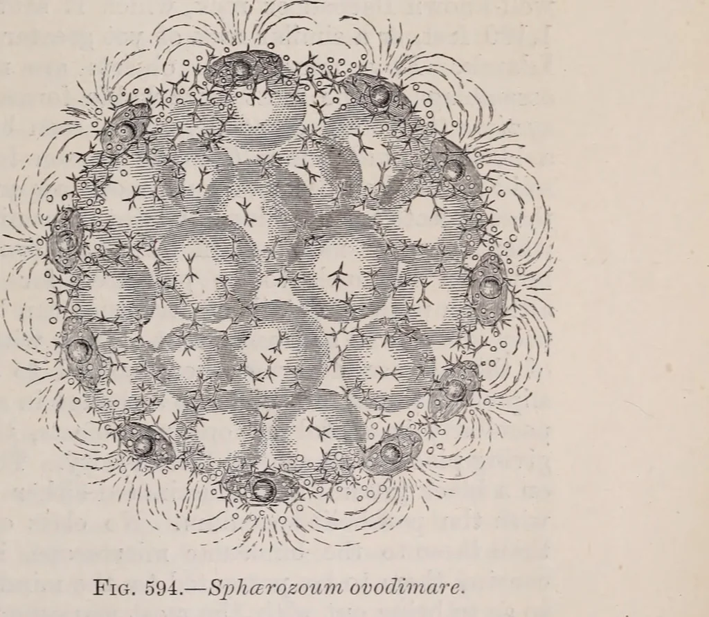 An illustration from The microscope and its revelations, 1891, leaf 834