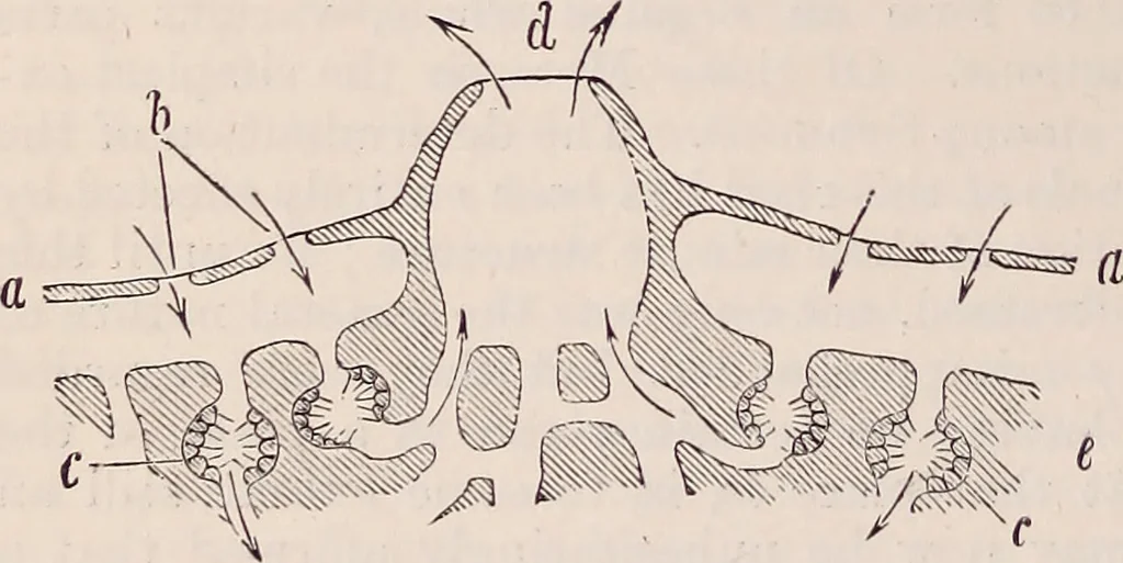 An illustration from The microscope and its revelations, 1891, leaf 837
