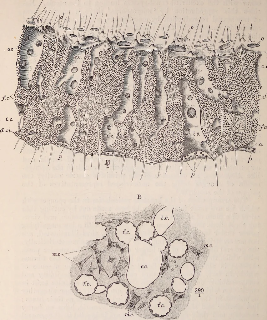 An illustration from The microscope and its revelations, 1891, leaf 839