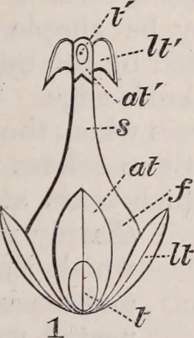 An illustration from The microscope and its revelations, 1891, leaf 840