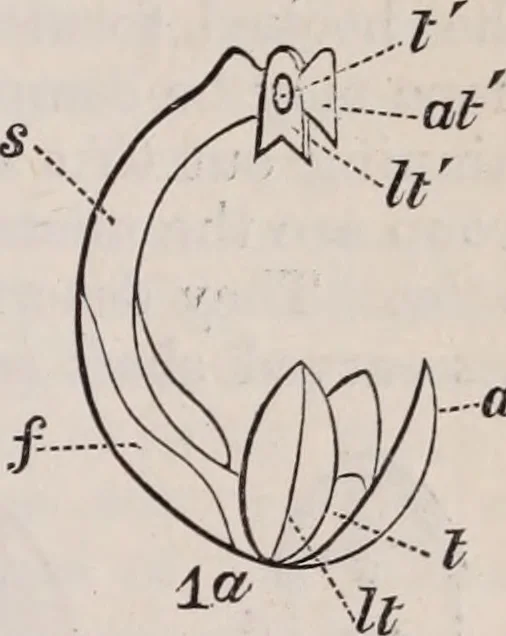 An illustration from The microscope and its revelations, 1891, leaf 840