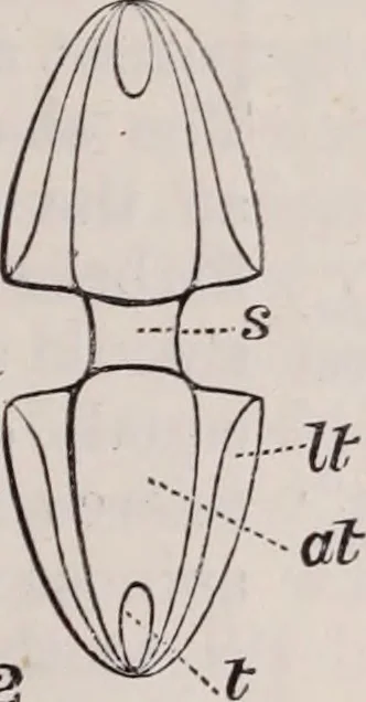 An illustration from The microscope and its revelations, 1891, leaf 840