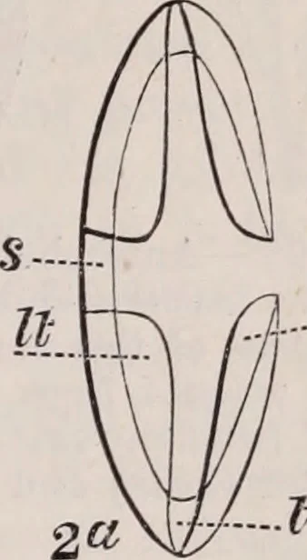 An illustration from The microscope and its revelations, 1891, leaf 840