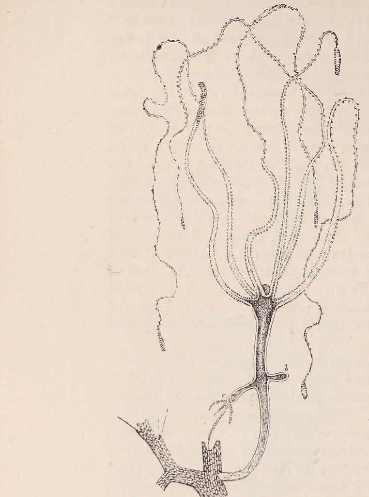 An illustration from The microscope and its revelations, 1891, leaf 845