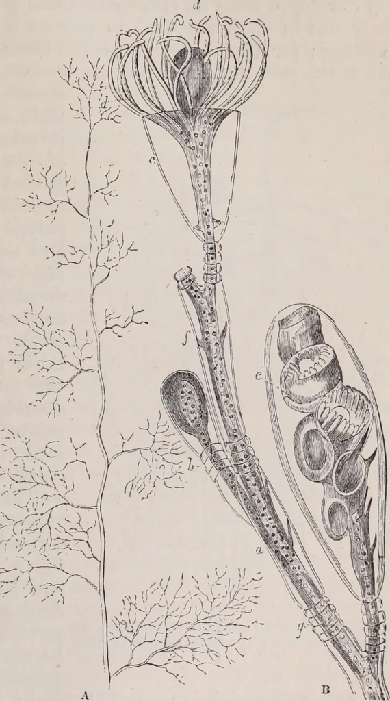 An illustration from The microscope and its revelations, 1891, leaf 846