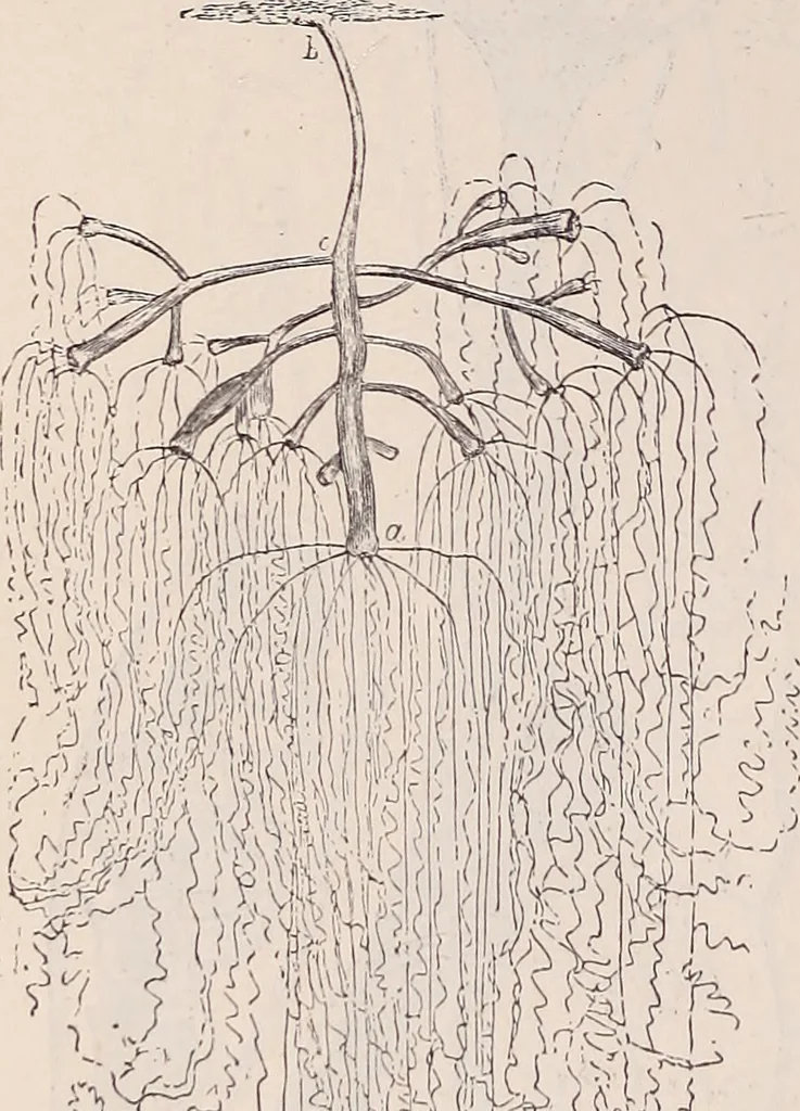 An illustration from The microscope and its revelations, 1891, leaf 847