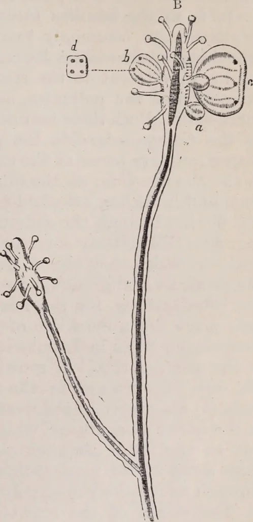 An illustration from The microscope and its revelations, 1891, leaf 850