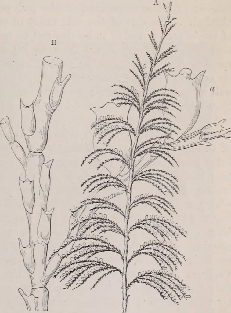 An illustration from The microscope and its revelations, 1891, leaf 852