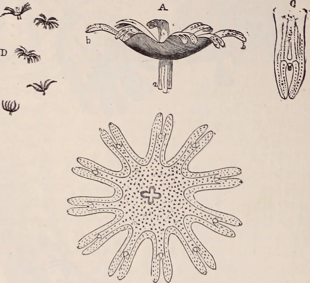 An illustration from The microscope and its revelations, 1891, leaf 857