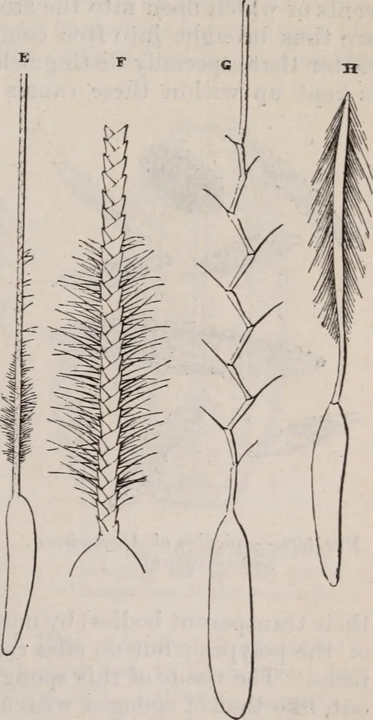 An illustration from The microscope and its revelations, 1891, leaf 860