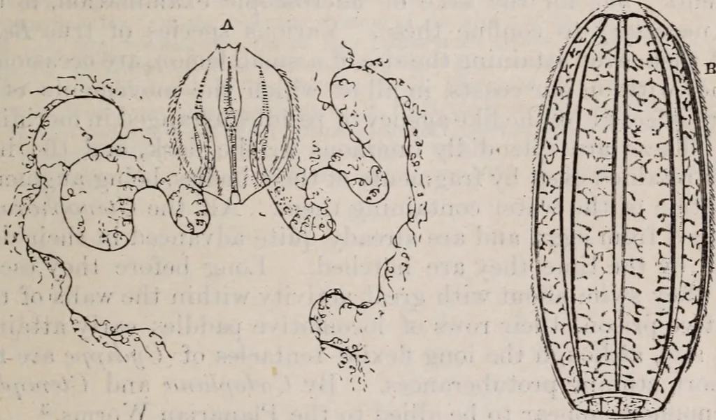 An illustration from The microscope and its revelations, 1891, leaf 862