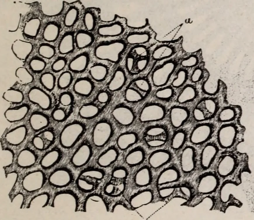 An illustration from The microscope and its revelations, 1891, leaf 866