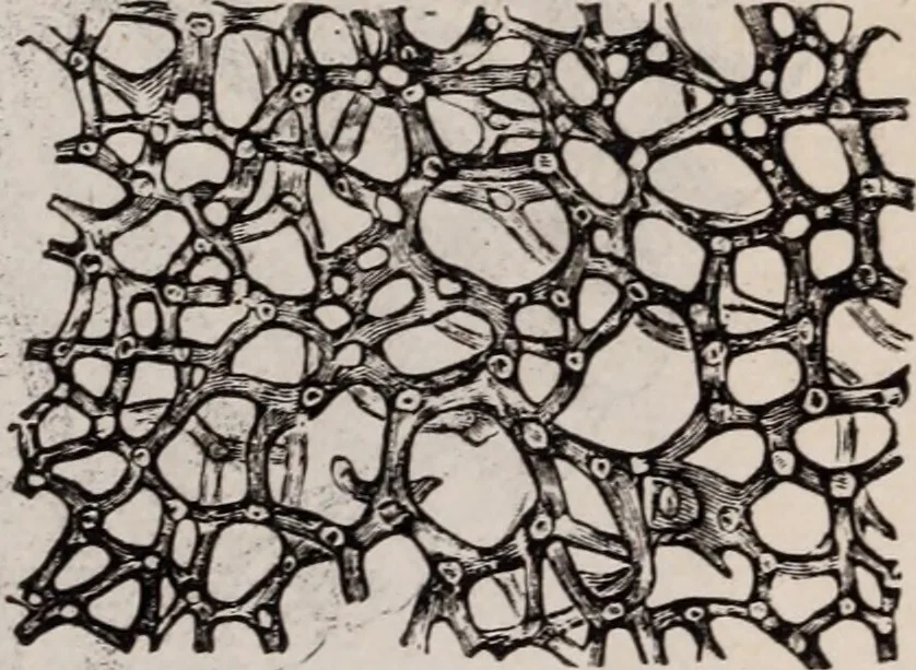 An illustration from The microscope and its revelations, 1891, leaf 866
