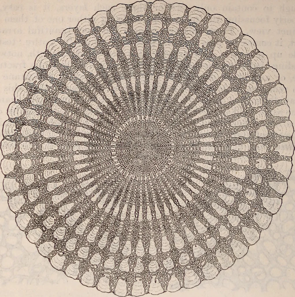 An illustration from The microscope and its revelations, 1891, leaf 867