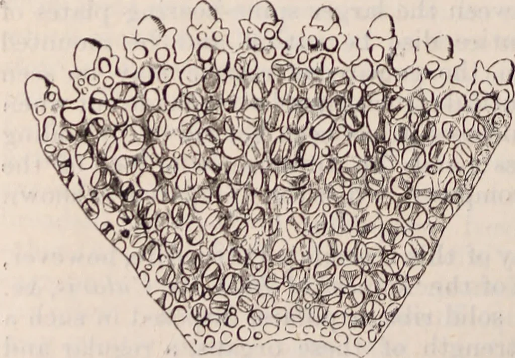 An illustration from The microscope and its revelations, 1891, leaf 867