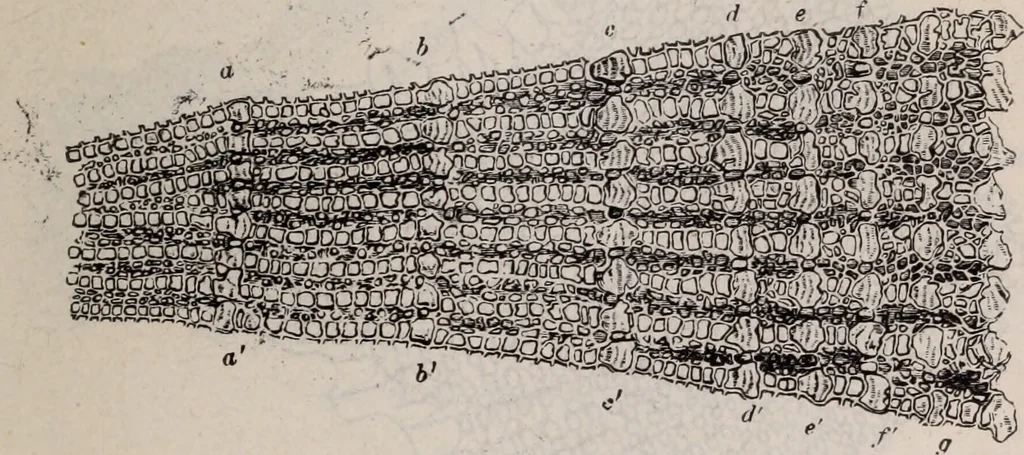An illustration from The microscope and its revelations, 1891, leaf 868