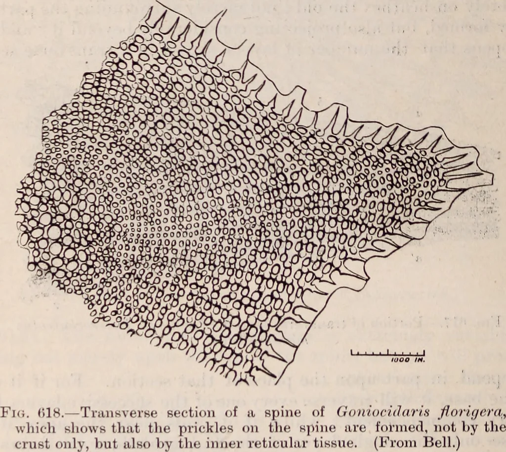 An illustration from The microscope and its revelations, 1891, leaf 869
