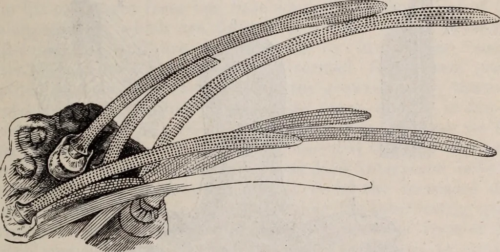 An illustration from The microscope and its revelations, 1891, leaf 870