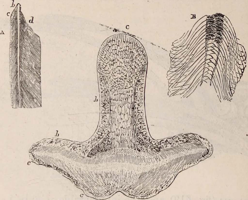 An illustration from The microscope and its revelations, 1891, leaf 871