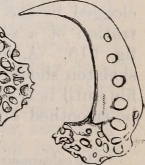 An illustration from The microscope and its revelations, 1891, leaf 872
