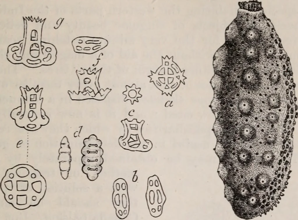 An illustration from The microscope and its revelations, 1891, leaf 876