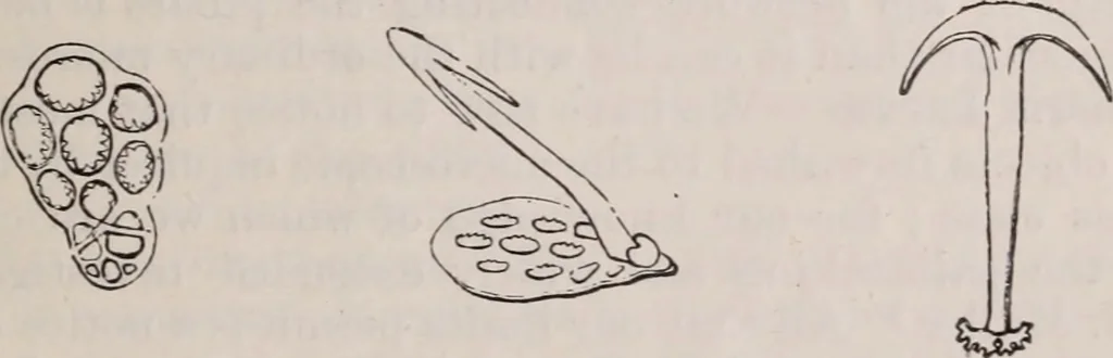 An illustration from The microscope and its revelations, 1891, leaf 876