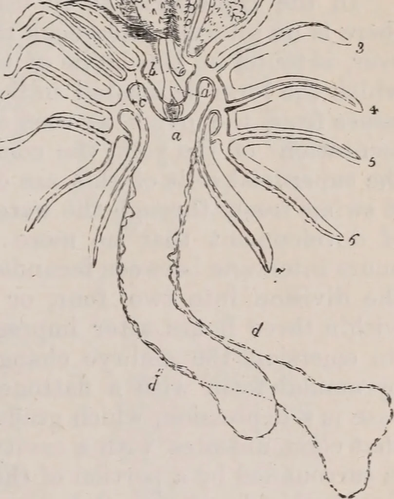 An illustration from The microscope and its revelations, 1891, leaf 878