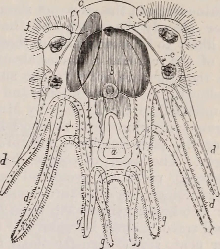 An illustration from The microscope and its revelations, 1891, leaf 880