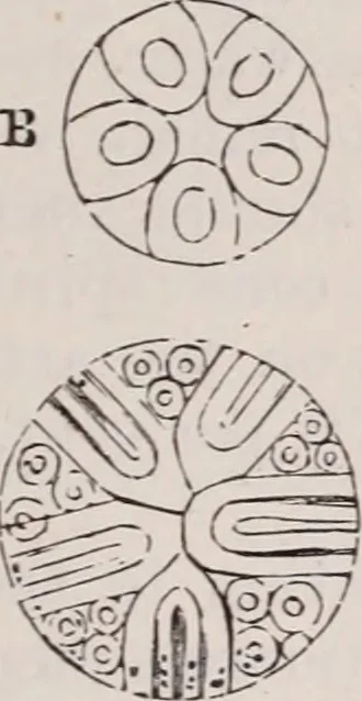 An illustration from The microscope and its revelations, 1891, leaf 880
