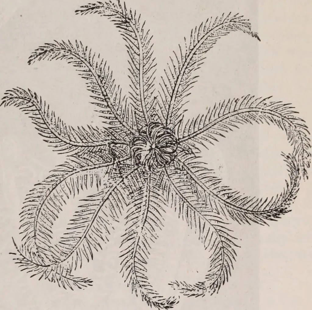 An illustration from The microscope and its revelations, 1891, leaf 882