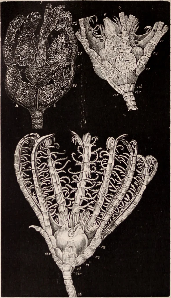 An illustration from The microscope and its revelations, 1891, leaf 883