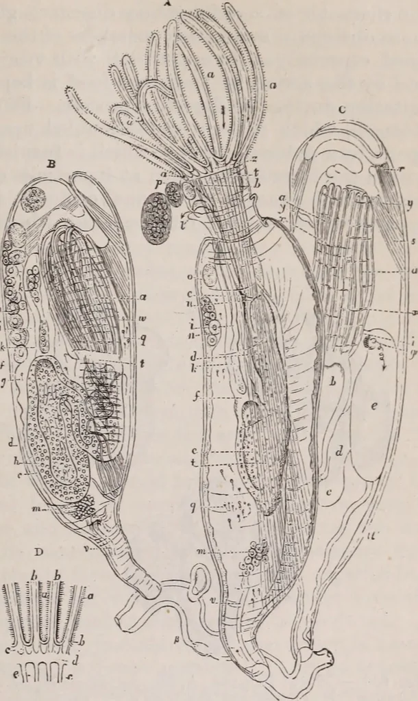 An illustration from The microscope and its revelations, 1891, leaf 886