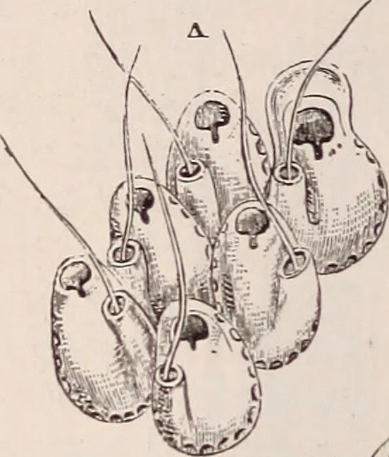 An illustration from The microscope and its revelations, 1891, leaf 887