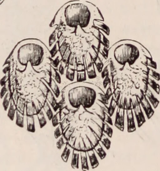An illustration from The microscope and its revelations, 1891, leaf 887