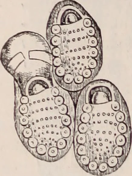 An illustration from The microscope and its revelations, 1891, leaf 887