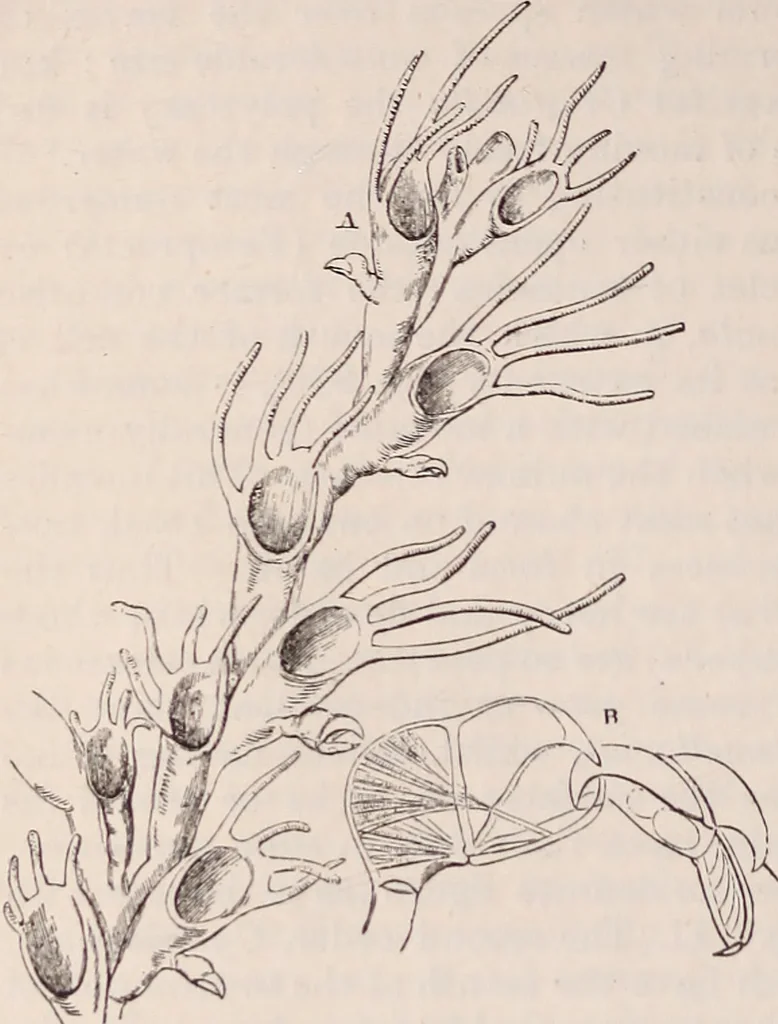 An illustration from The microscope and its revelations, 1891, leaf 891