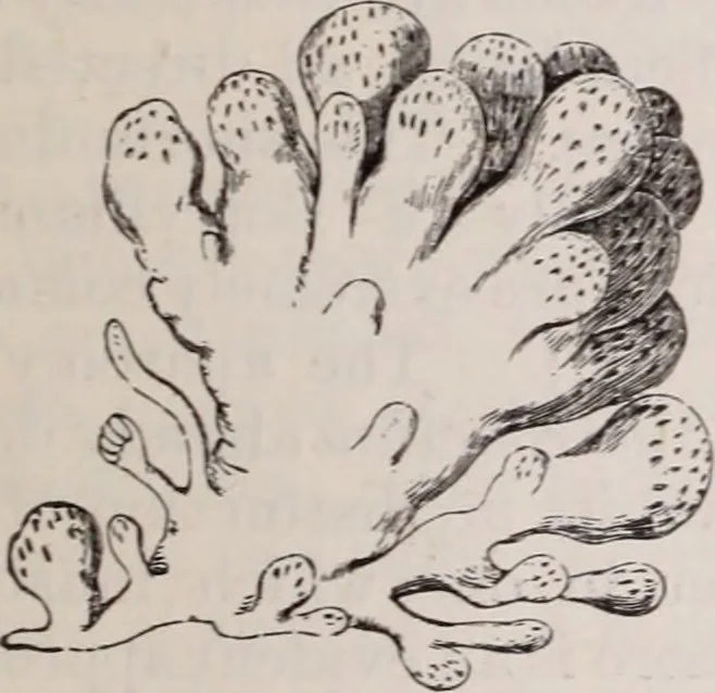 An illustration from The microscope and its revelations, 1891, leaf 894