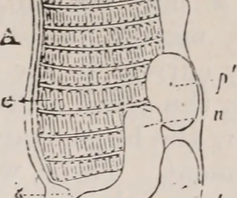 An illustration from The microscope and its revelations, 1891, leaf 894