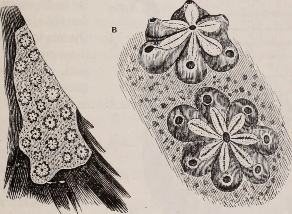 An illustration from The microscope and its revelations, 1891, leaf 896