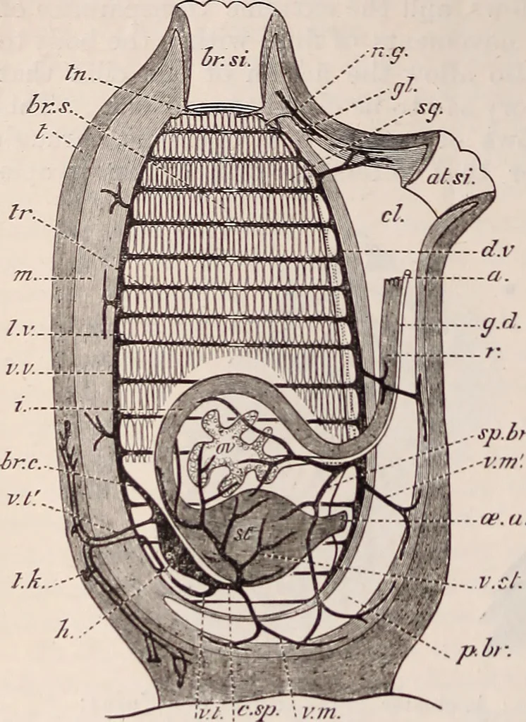 An illustration from The microscope and its revelations, 1891, leaf 897