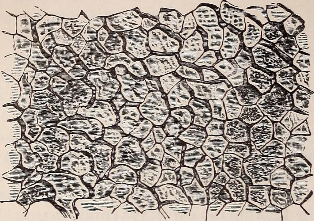 An illustration from The microscope and its revelations, 1891, leaf 901