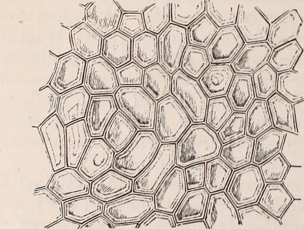 An illustration from The microscope and its revelations, 1891, leaf 901