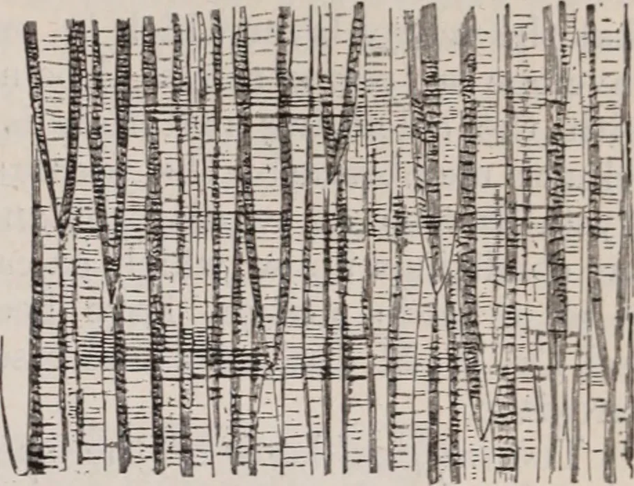 An illustration from The microscope and its revelations, 1891, leaf 902