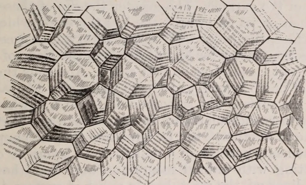 An illustration from The microscope and its revelations, 1891, leaf 902