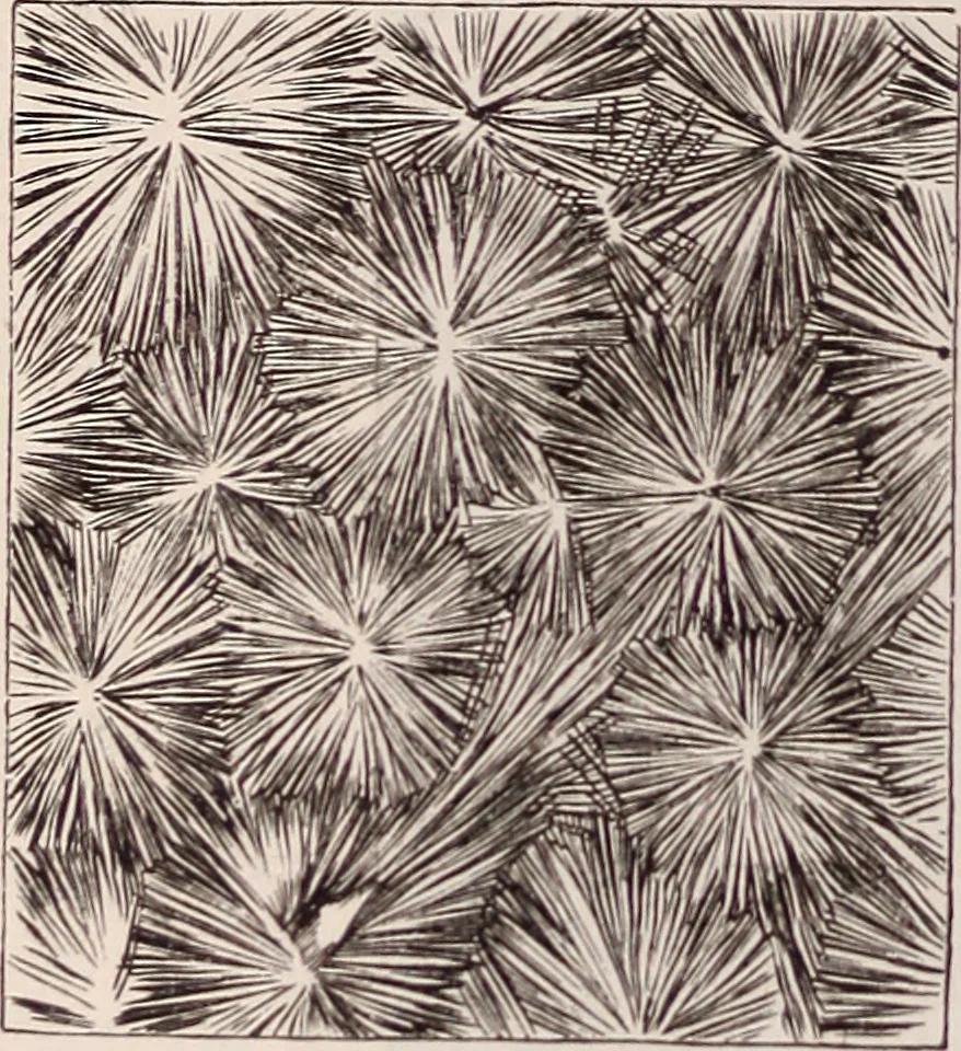 An illustration from The microscope and its revelations, 1891, leaf 905