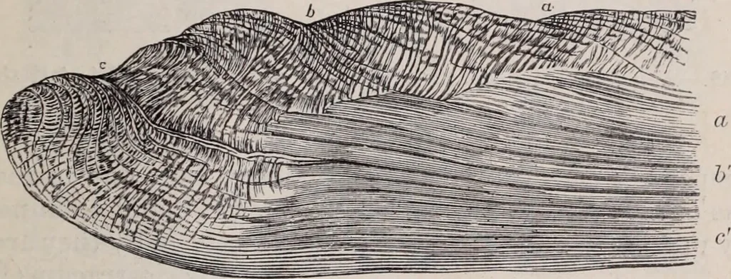 An illustration from The microscope and its revelations, 1891, leaf 906