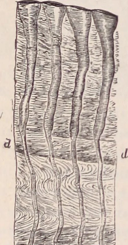An illustration from The microscope and its revelations, 1891, leaf 907